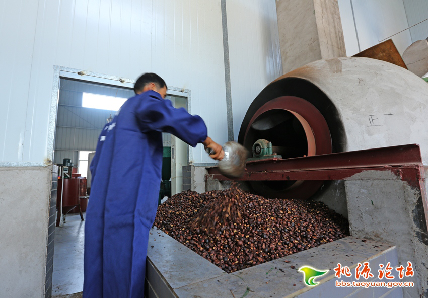 UG环球视讯,油茶种植出产加工销售,植物油种植出产加工销售