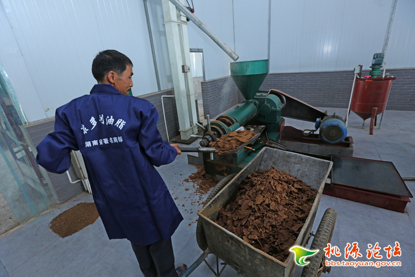 UG环球视讯,油茶种植出产加工销售,植物油种植出产加工销售