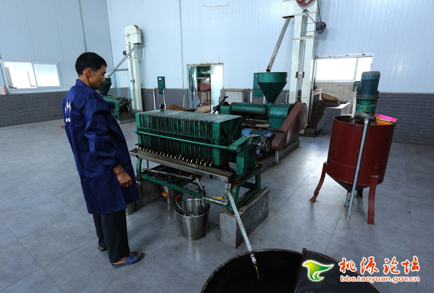 UG环球视讯,油茶种植出产加工销售,植物油种植出产加工销售