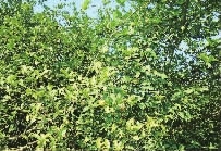 UG环球视讯,油茶种植出产加工销售,植物油种植出产加工销售